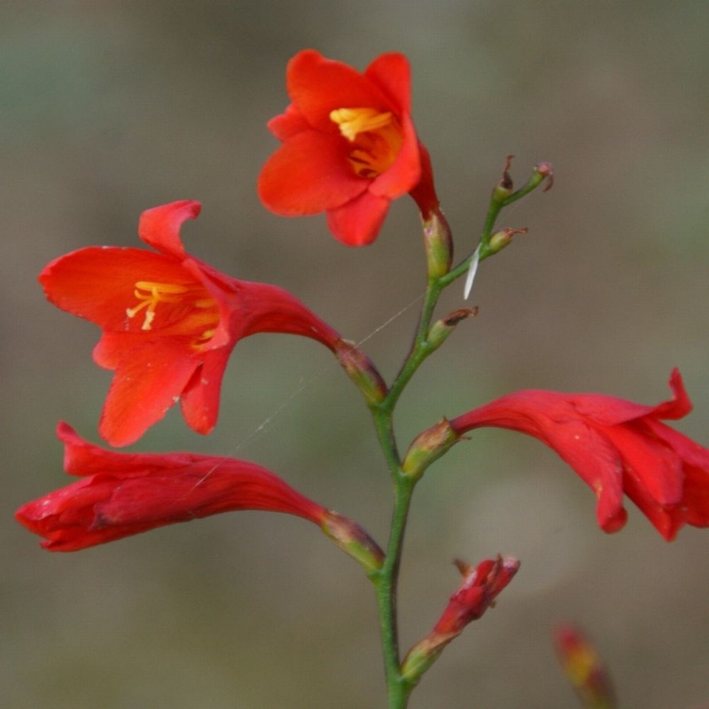 Lady Jane Crocosmia From Trecanna Nursery Uk