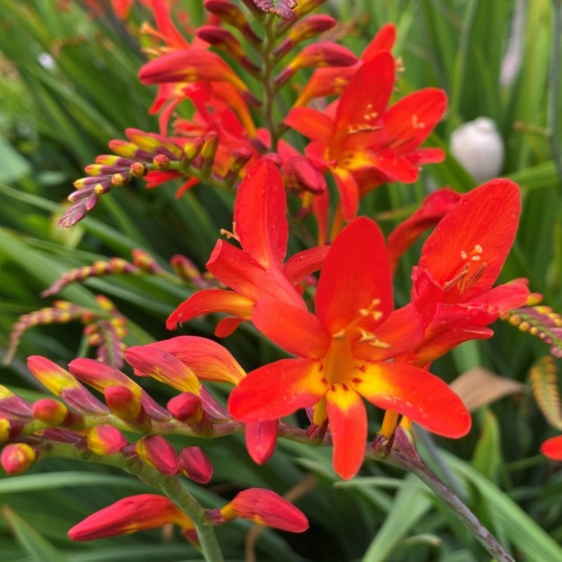 Bee S Delight Crocosmia From Trecanna Nursery Uk