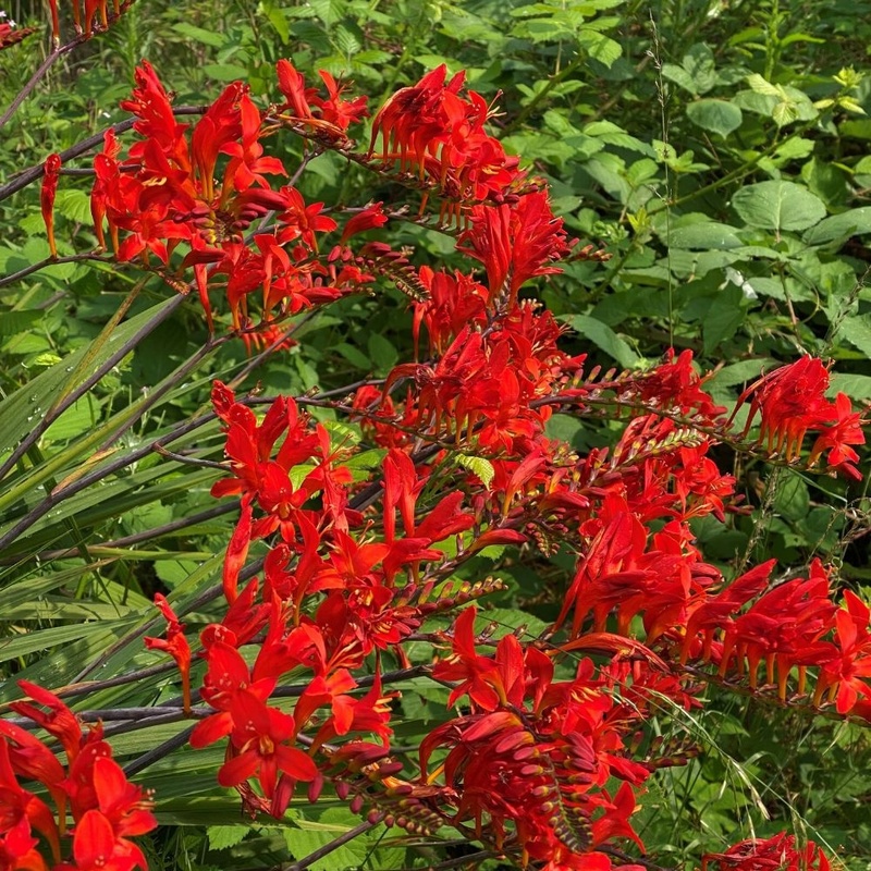 Cornish Red 7 50 Crocosmia From Trecanna Nursery UK