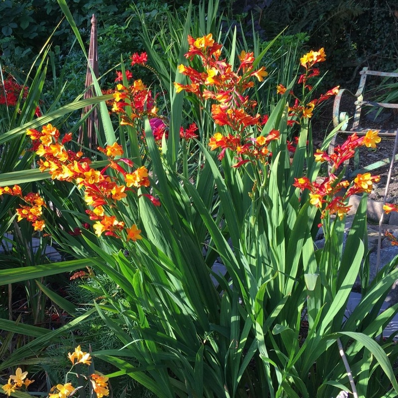 Bicolor Agm Crocosmia From Trecanna Nursery Uk