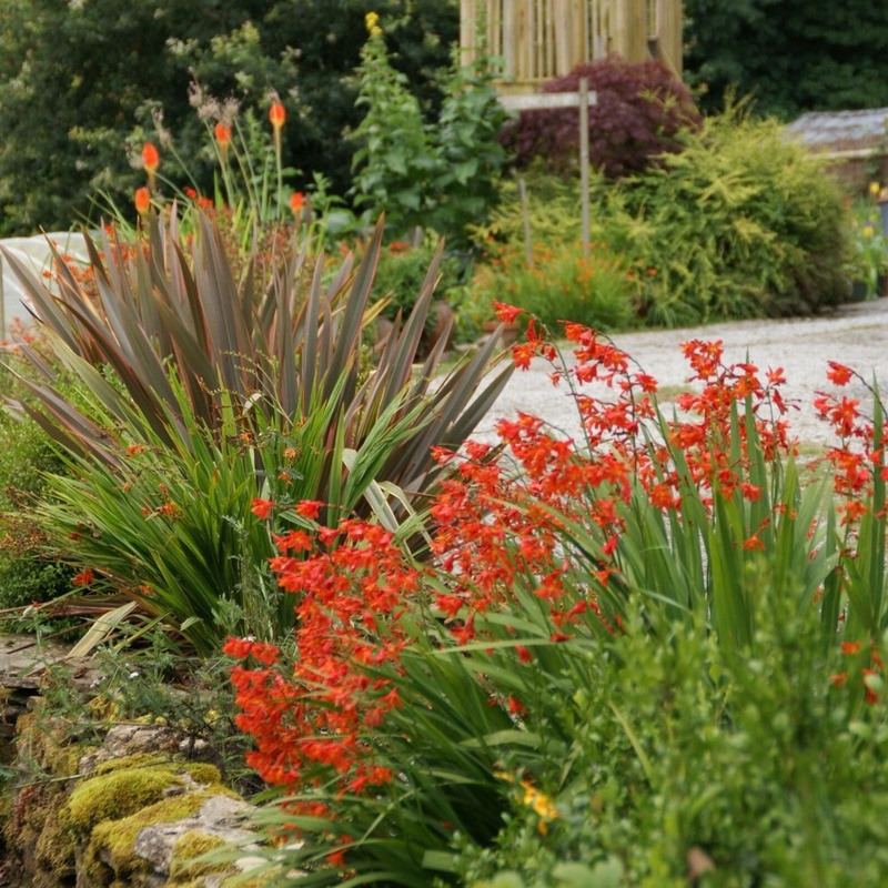 Carmin Brilliant Agm Crocosmia From Trecanna Nursery Uk