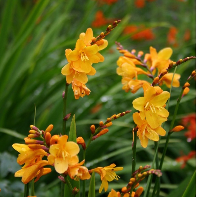 Columbus AGM 7 50 Crocosmia From Trecanna Nursery UK