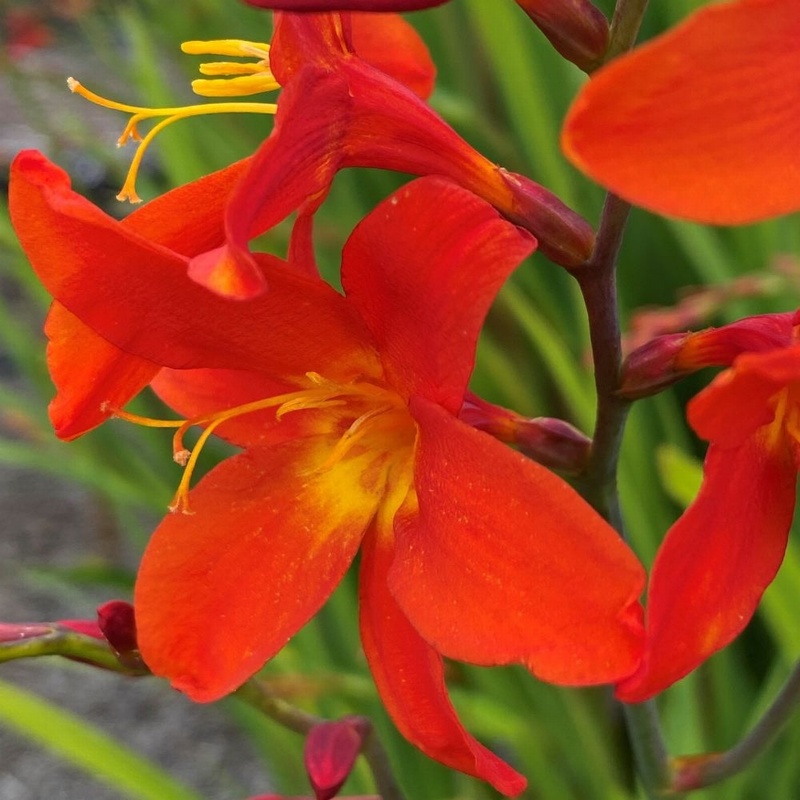 Constance Agm Crocosmia From Trecanna Nursery Uk