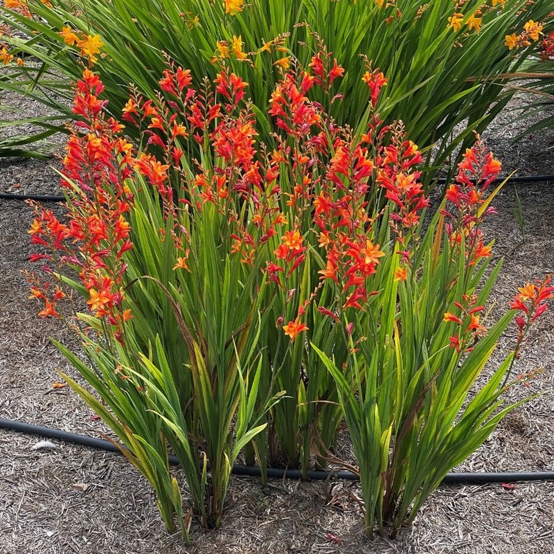 Debutante Agm Crocosmia From Trecanna Nursery Uk