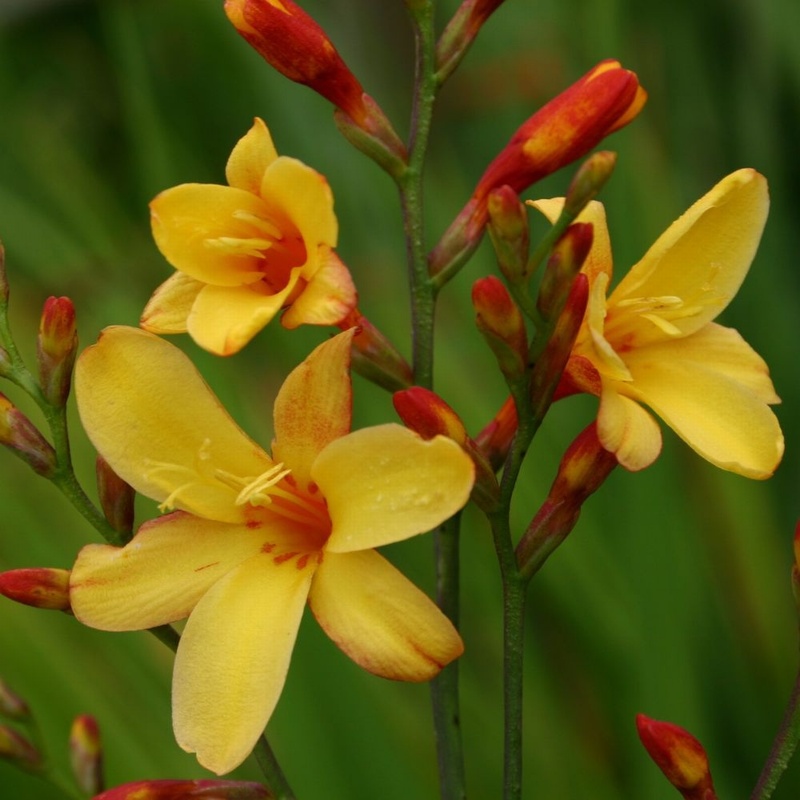 Harlequin Freshly Potted Crocosmia From Trecanna Nursery Uk