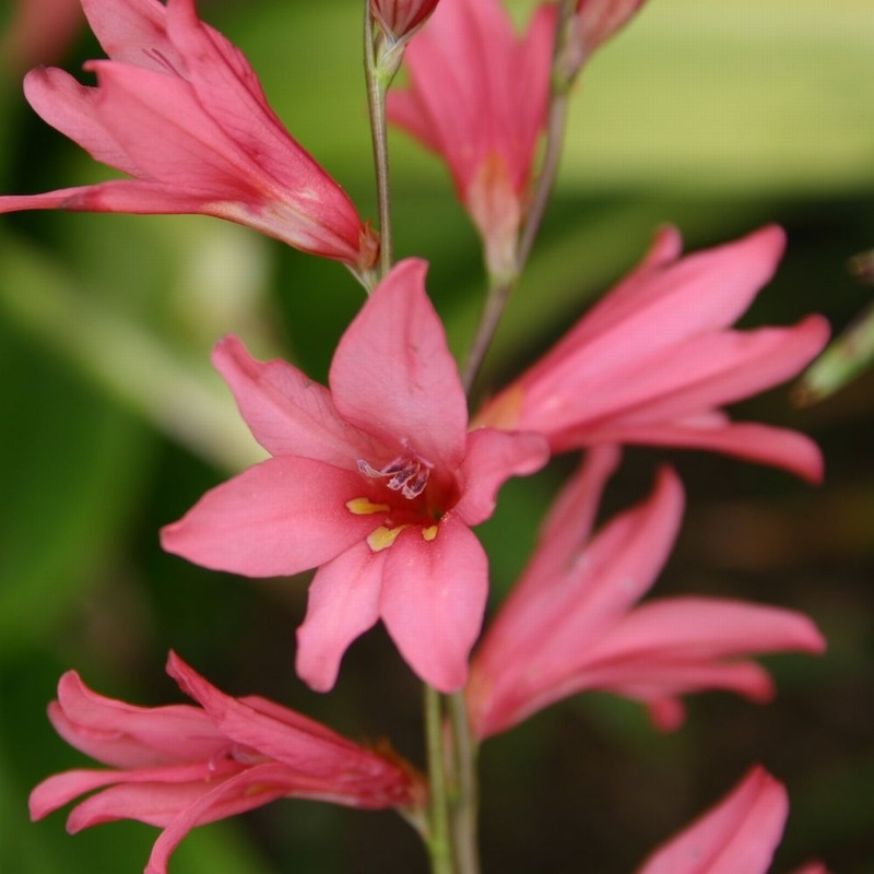 disticha ssp. rubrolucens £7.50 - Crocosmia from Trecanna Nursery - UK