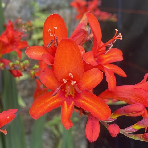 'Vulcan' (Bloom) - 4 freshly lifted corms  - ready to plant - SENT SEPT ONWARDS